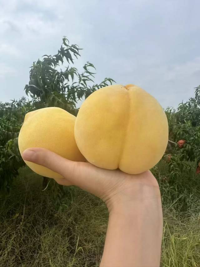 丘丘