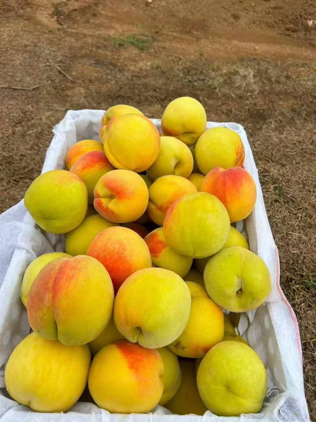 枣阳大玉儿皇桃